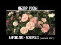 Обзор розы Акрополис (Флорибунда)  Acropolis (Meilland, 2001)