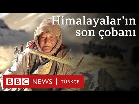 Himalayalar'ın son çobanı: 5 bin metre yükseklikte bir geleneği sürdürme mücadelesi