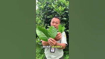 Thumbnail of Mengenal 3 Jenis Kopi di Indonesia