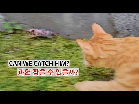 Cat reaction to seeing live rats for the first time - 살아있는 쥐를 처음 본 고양이 반응 (랭이개인기)