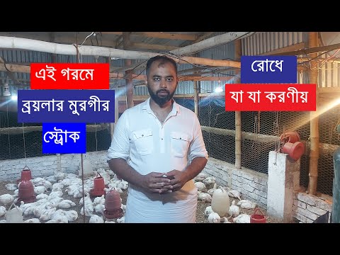 প্রচন্ড গরমে পোল্ট্রির হিটস্ট্রোক এবং সমাধানের উপায় || Nusaiba Poultry farm