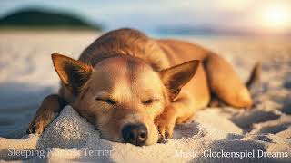 Sleeping Norfolk Terrier : Relaxing songs with beautiful videos of cute dogs and human