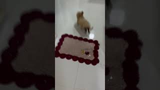 Dog Returns Home Covered in Mud and Rushes Inside