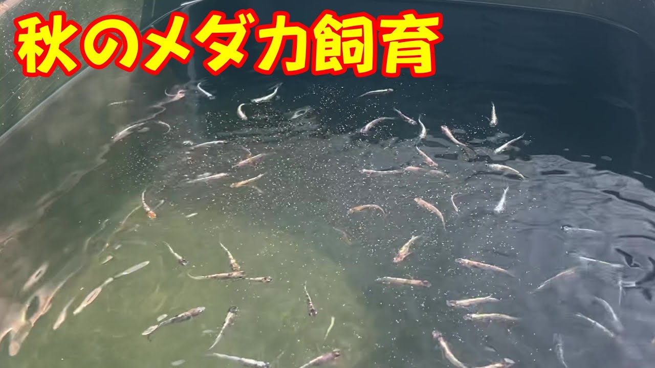 Medaka] I thought about the challenges of raising medaka in autumn