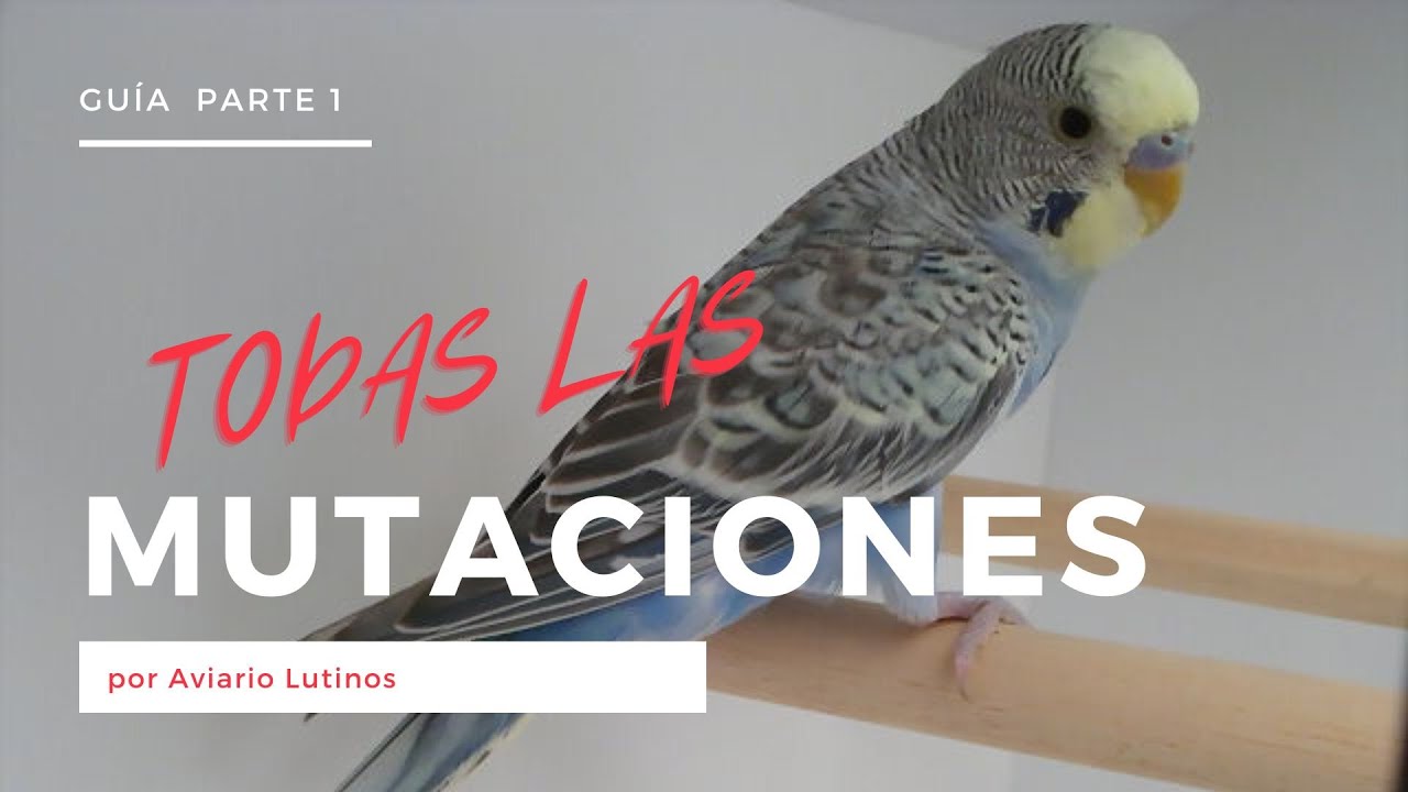 MUTACIONES DE PERIQUITO (PARTE I)