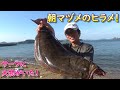 身近なサーフに大物が！　朝マヅメのヒラメを狙う！