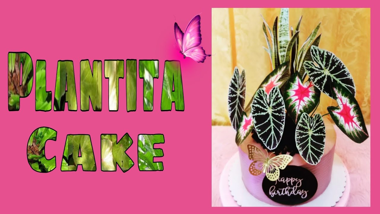 PLANTITA CAKE / TEACHER J KITCHEN