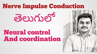 Nerve Impulse Conduction in Telugu|Neural control And coordination 