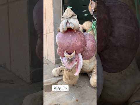 لهاة هدارة جمل