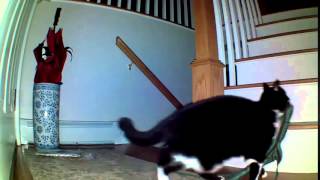 Blink Home Security Camera Catches a Thief!
