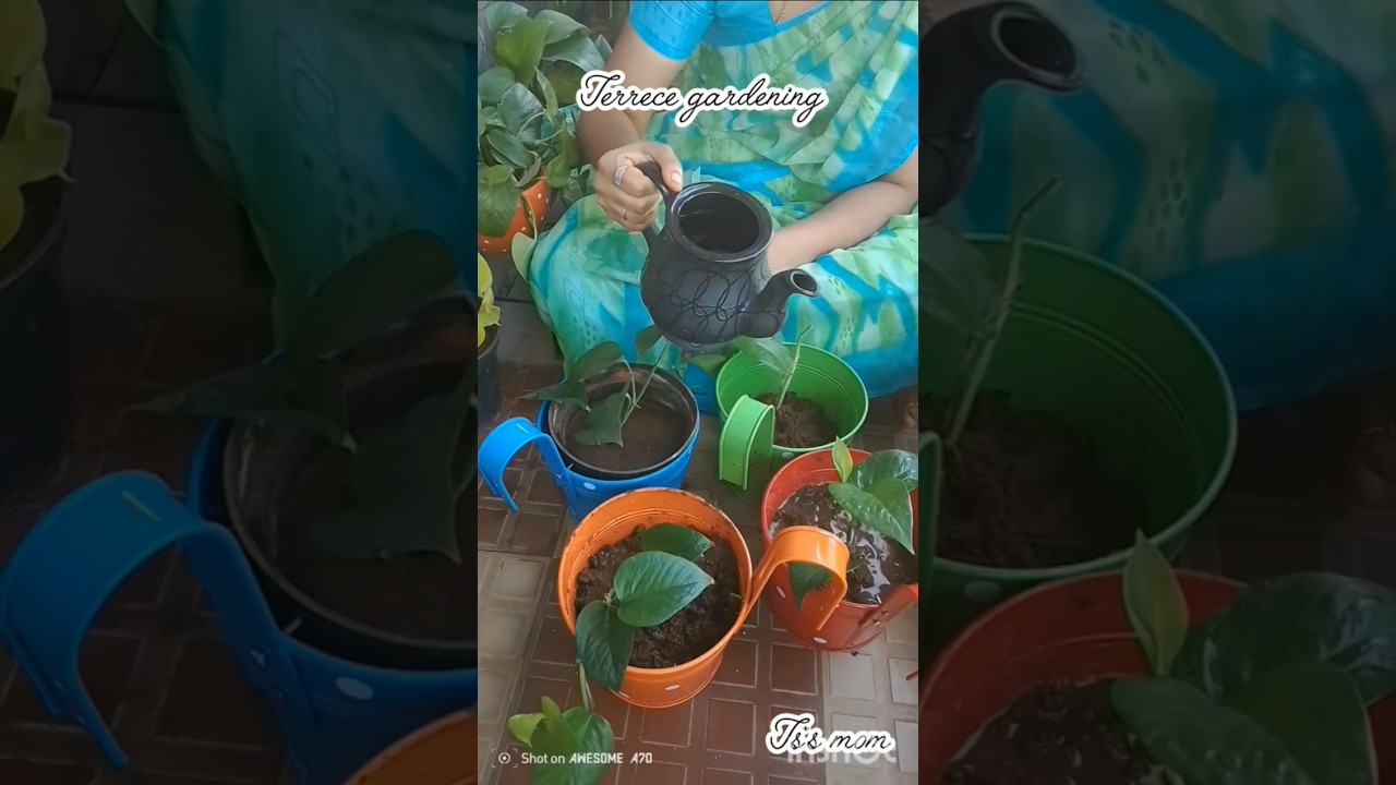 money plant in terrece gardening#moneyplanttips #moneyplantinbottle#moneyplantinwater