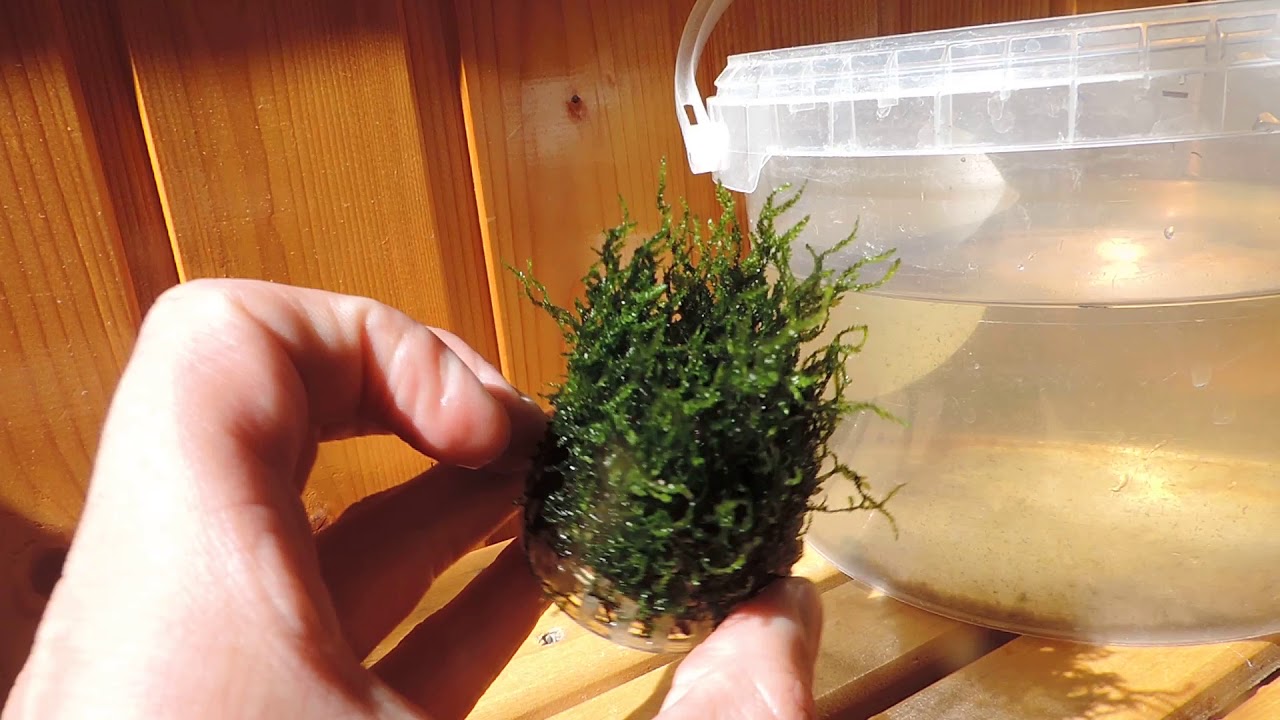 Мох пламя на пластиковой кочке с Алиэкспресс, результат спустя 1,5 месяца.