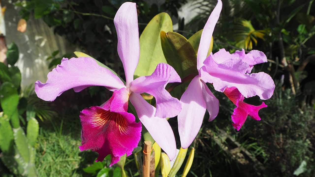 Cattleya 'Voltaire' - Orchideen erfolgreich pflegen