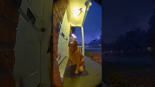 Loyal Dog Waits in the Rain | Emotional Ring Doorbell Storm Footage #puppy #Retriver#doglife #dogcam