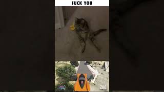 THE FUCK YOU GUY  #cat #meme #funny #catmeme