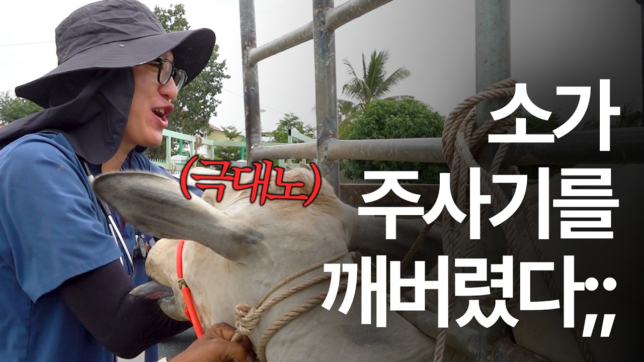 사나운 캄보디아 소 진료하기…｜캄보디아 수의과 봉사 현장