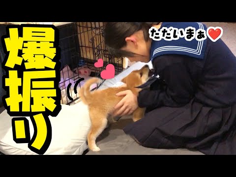 尻尾振り全力で出迎える仔犬そして柴犬姉妹に新たな展開が!