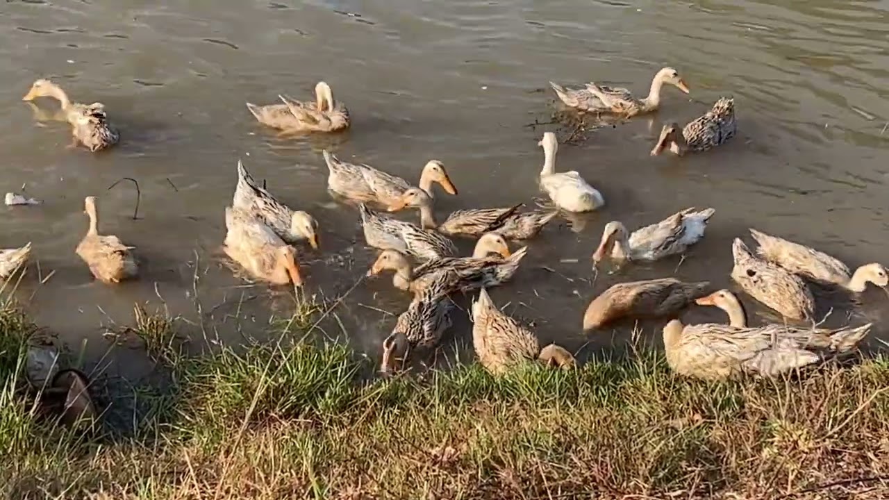 Happy duck, Duck sound swimming in the canal, amazing Video