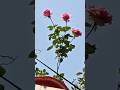 #♻️ Shorts#gardeningwithpushpa#flowers#rosecaretips#reels#🌹🌹