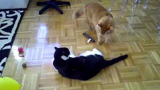Cat Fight For Ratu Zorro?