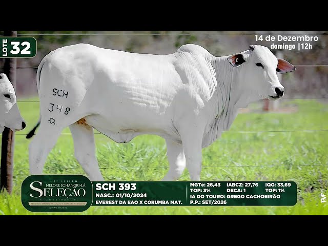 LOTE 32   SCH 393  348  487