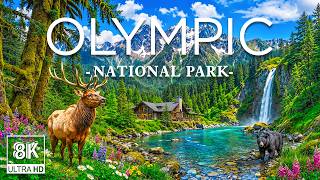 Olympic National Park 8K | Rainforests, Roosevelt Elk & Wild Pacific Coast Beauty