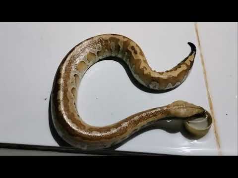 The Memorial Blood Python Drink
