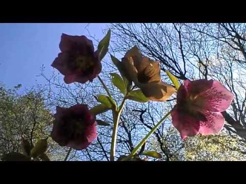 Videó: Growing Hellebore: Hogyan gondozzuk a hunyorokat