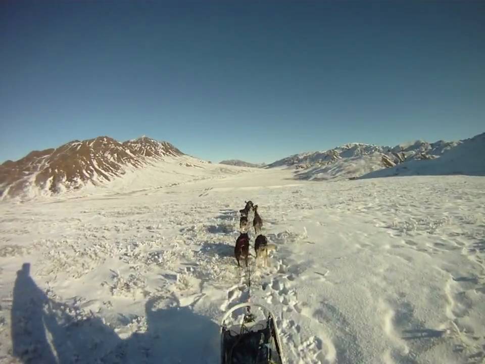 Three dog teams mushing on Stony Hill, Denali National Park YouTube
