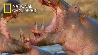 Jaw Angle 150°! Two Hippopotamus' Mouth Fighting｜National Geographic