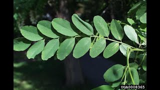 Identify Invasive Trees - Black Locust