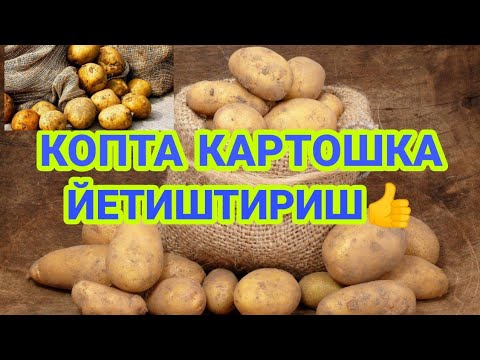 Video: Pishgan Kartoshka Bilan Galisiyalik Ahtapot