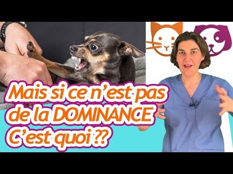 Vidéo: Briser La Chaîne! N'attachez Pas Votre Chien