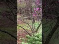 The First Blush of Spring: Stunning Magenta Magnolias 🌸#EchoEarthTrack #NatureWalk #BotanicalJourney