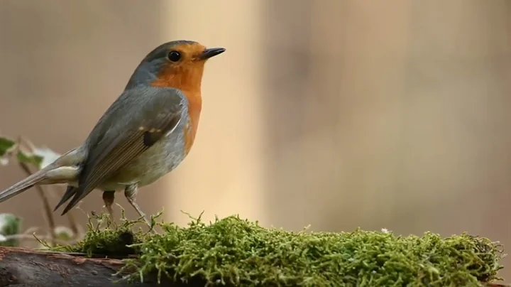 The Secret Life of Robins