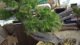 耐えしのぐ唐松