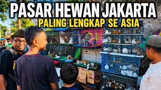 The reality of Jakarta's animal market is chilling.