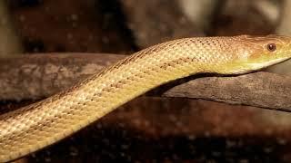 Facts About the Yellow Rat Snake That'll Leave You Flabbergasted by Animals & Pets 2,208 views 5 years ago 4 minutes, 42 seconds