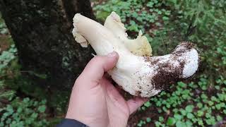 Белые грибы СПб и ЛО / Грибной сезон 2022