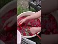 العمل اليومي من الريف 