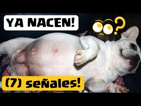 Video: Señales de que un perro embarazada está en problemas