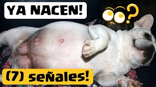 Como Saber Si Mi Perra Esta A Punto De Parir Aprende7 Señales Claras De Un Parto Inmediato