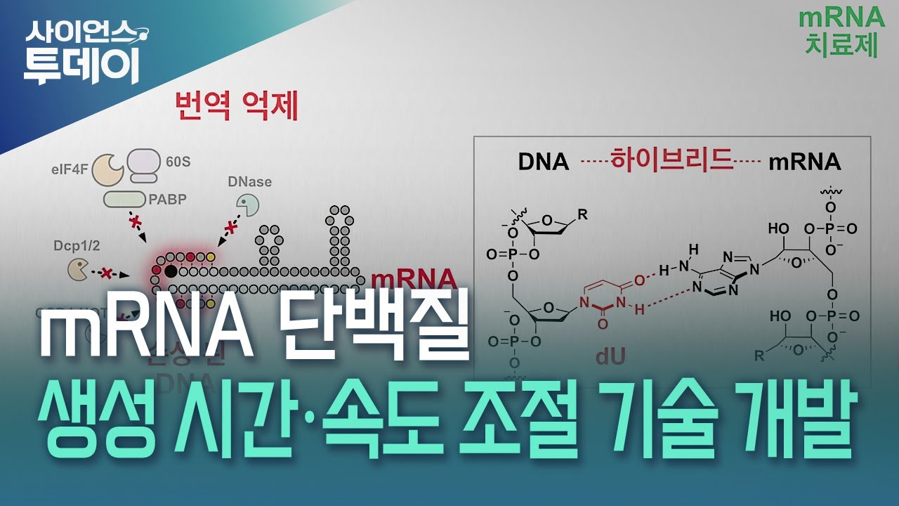 mRNA 단백질 생성 시간·속도 조절 기술 개발 / YTN 사이언스 - YouTube