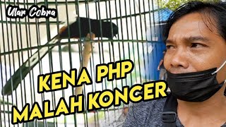 Gak Jadi Laku 55 juta || Murai Batu Pemuda Desa ini Malah Juara 1
