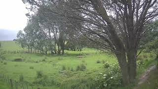 A steer suspected of being sick was observed grazing for half an hour