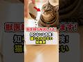 知らないと危険！猫に欠かせない栄養素