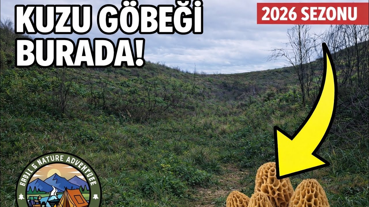 KUZUGÖBEĞİ MANTARI BULAMIYORSAN MUTLAKA İZLE 