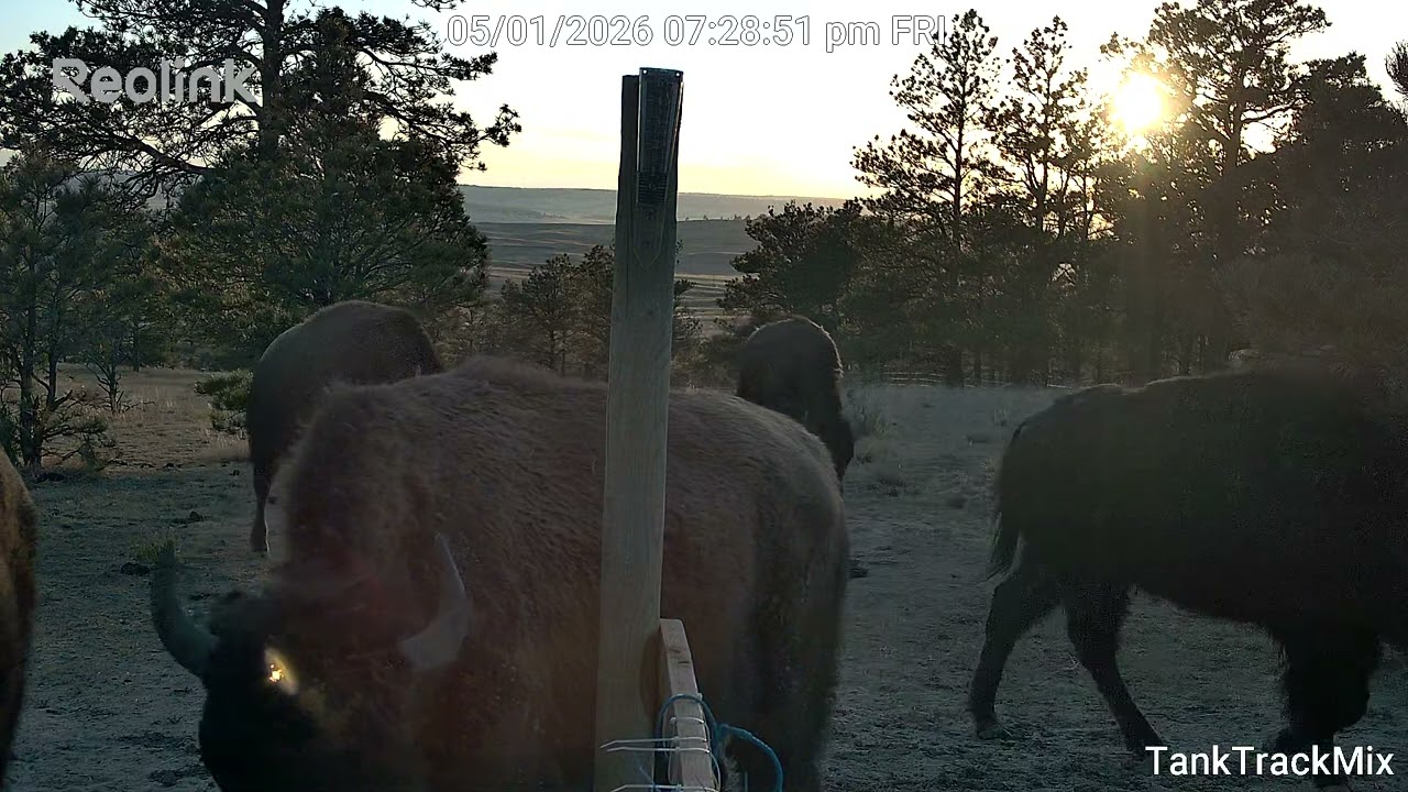Lost Arrow Buffalo Co: Buffalo Cam