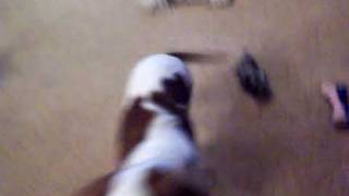 Edgar Vs The Easy Button (en espanol)