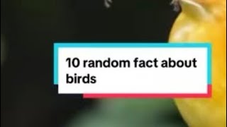 10 random fact about bird